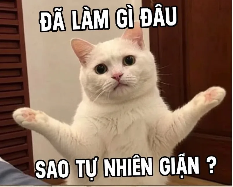 đã làm gì đâu meme