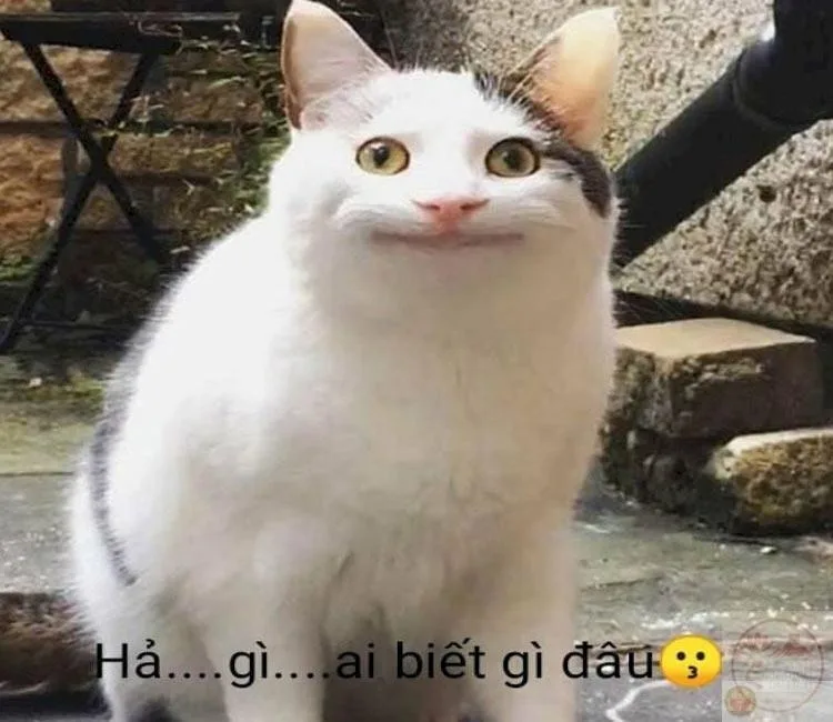 meme ai biết gì đâu