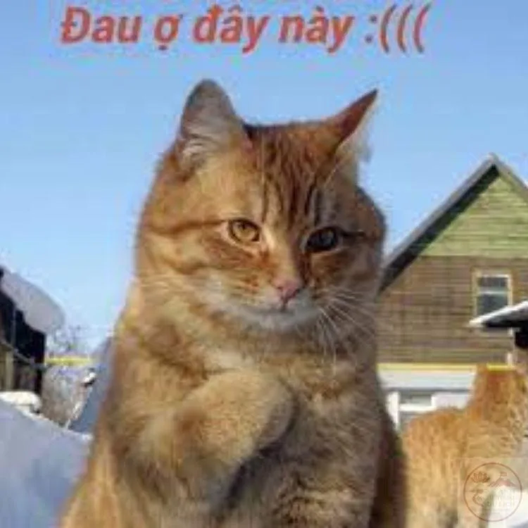 đau ở đây này meme