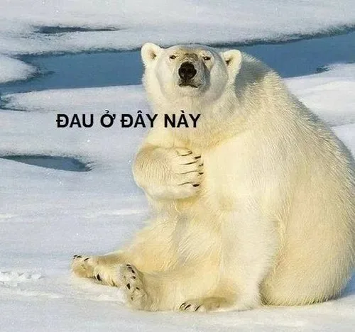 đau ở đây này meme