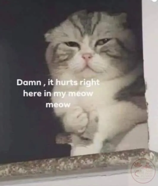 meme đau tim