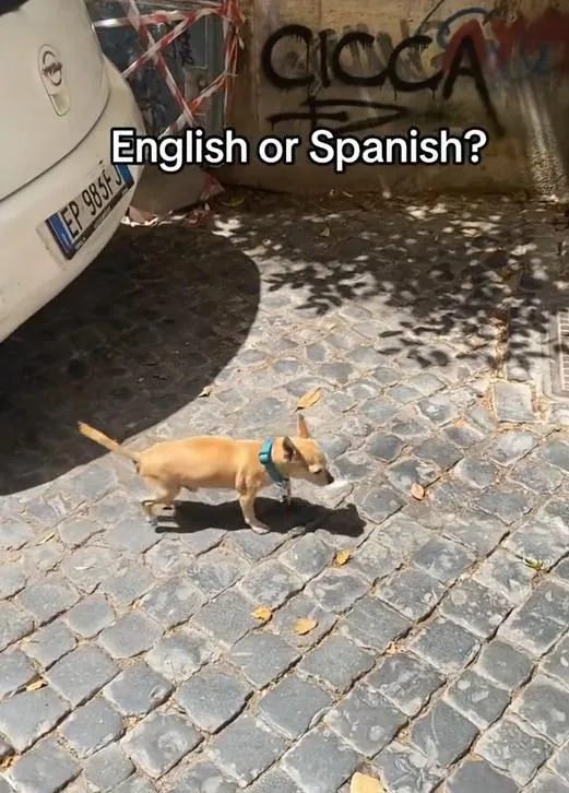 english or spanish meme