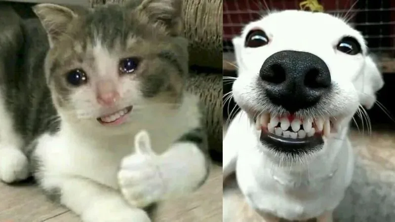 haha meme
