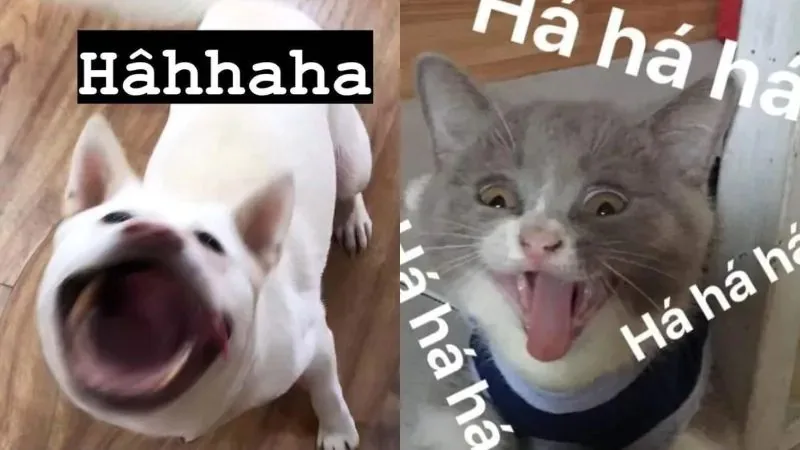 hahaha meme