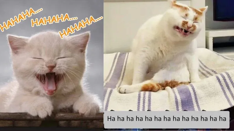 hahaha meme
