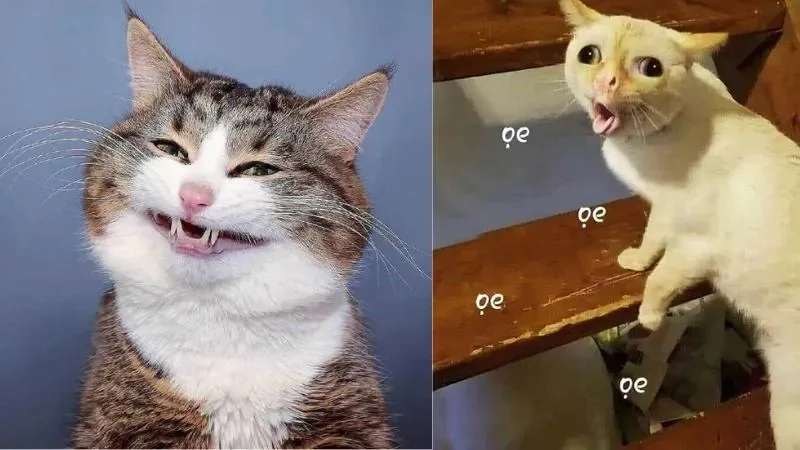 hahaha meme