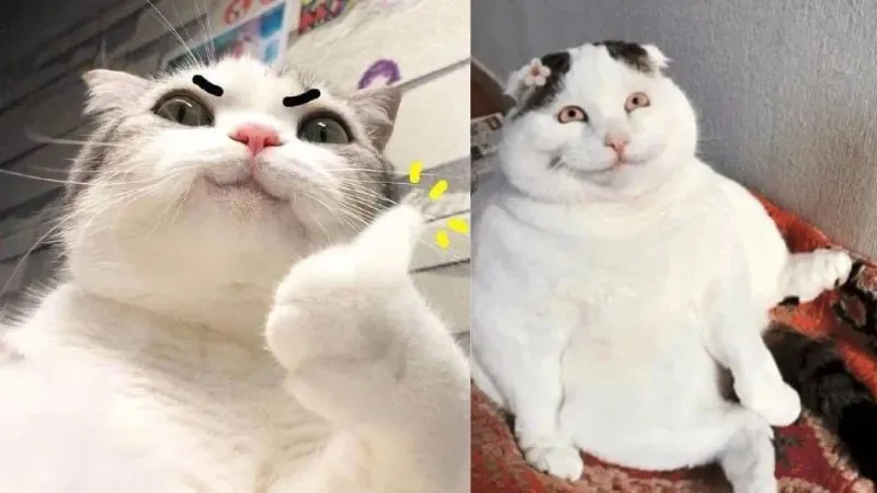 meme hihi