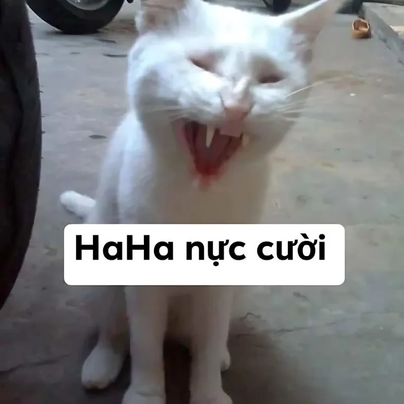 hahaha meme