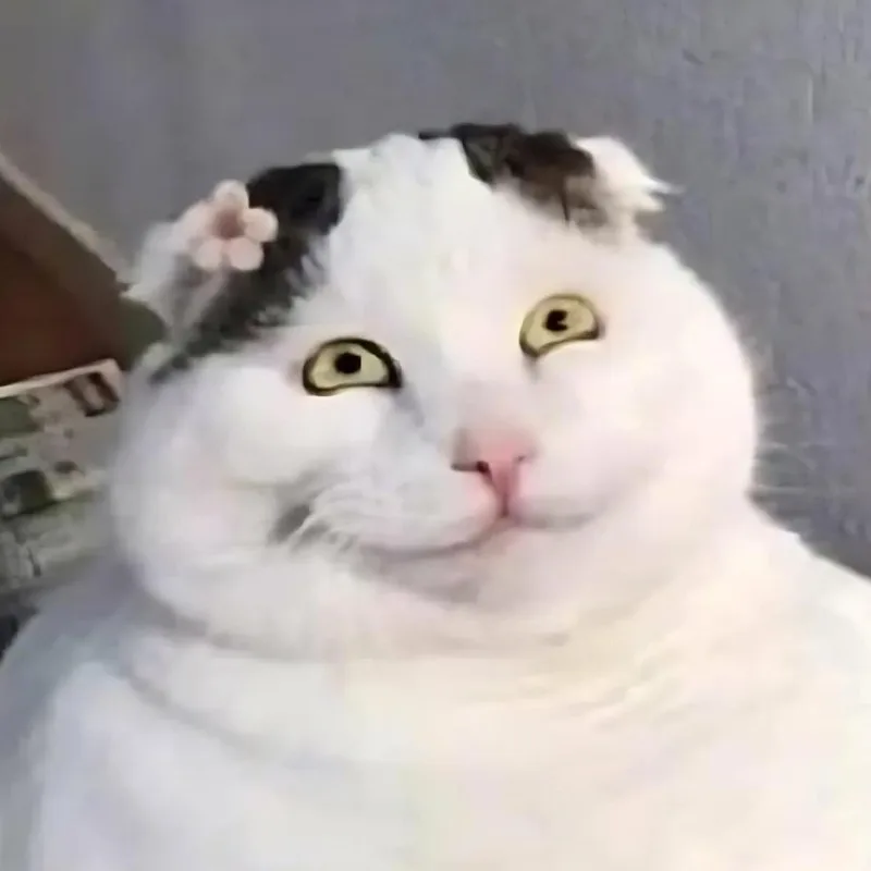 meme hihi