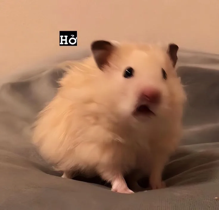hamster meme vô tri