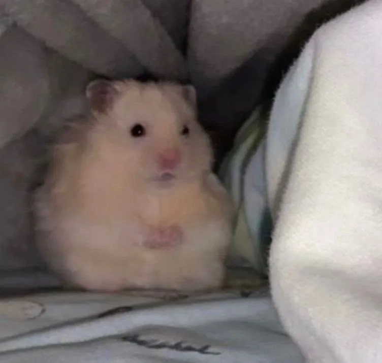 sad hamster meme