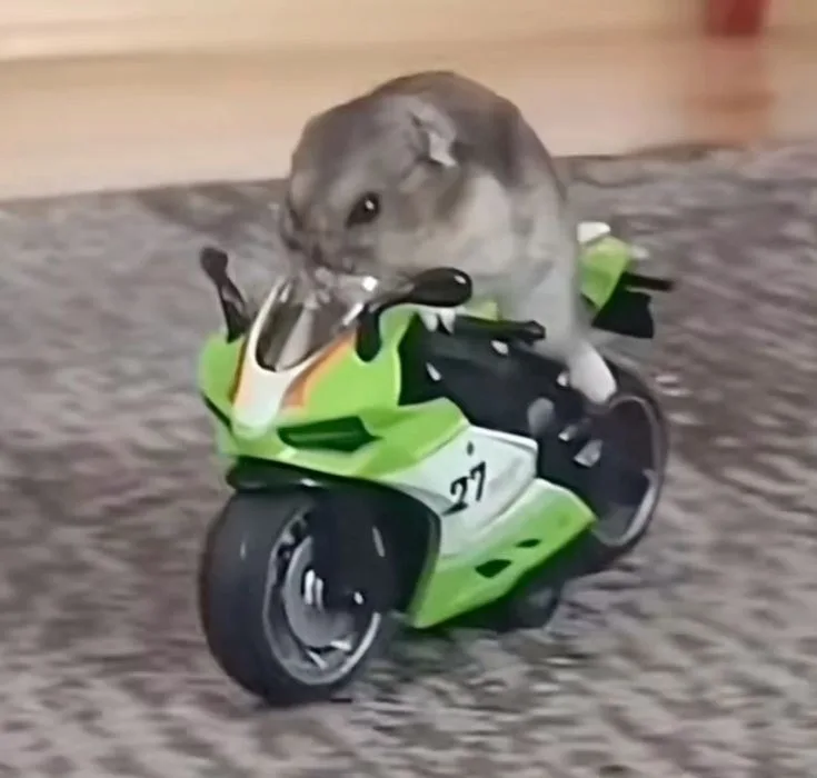 meme chuột hamster