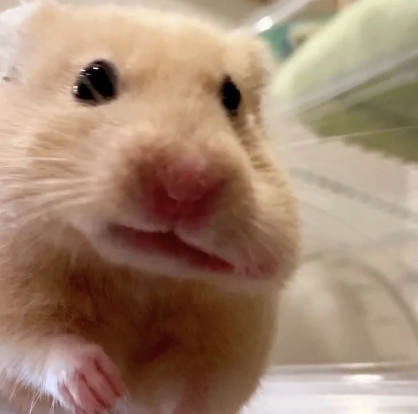 hamster meme vô tri
