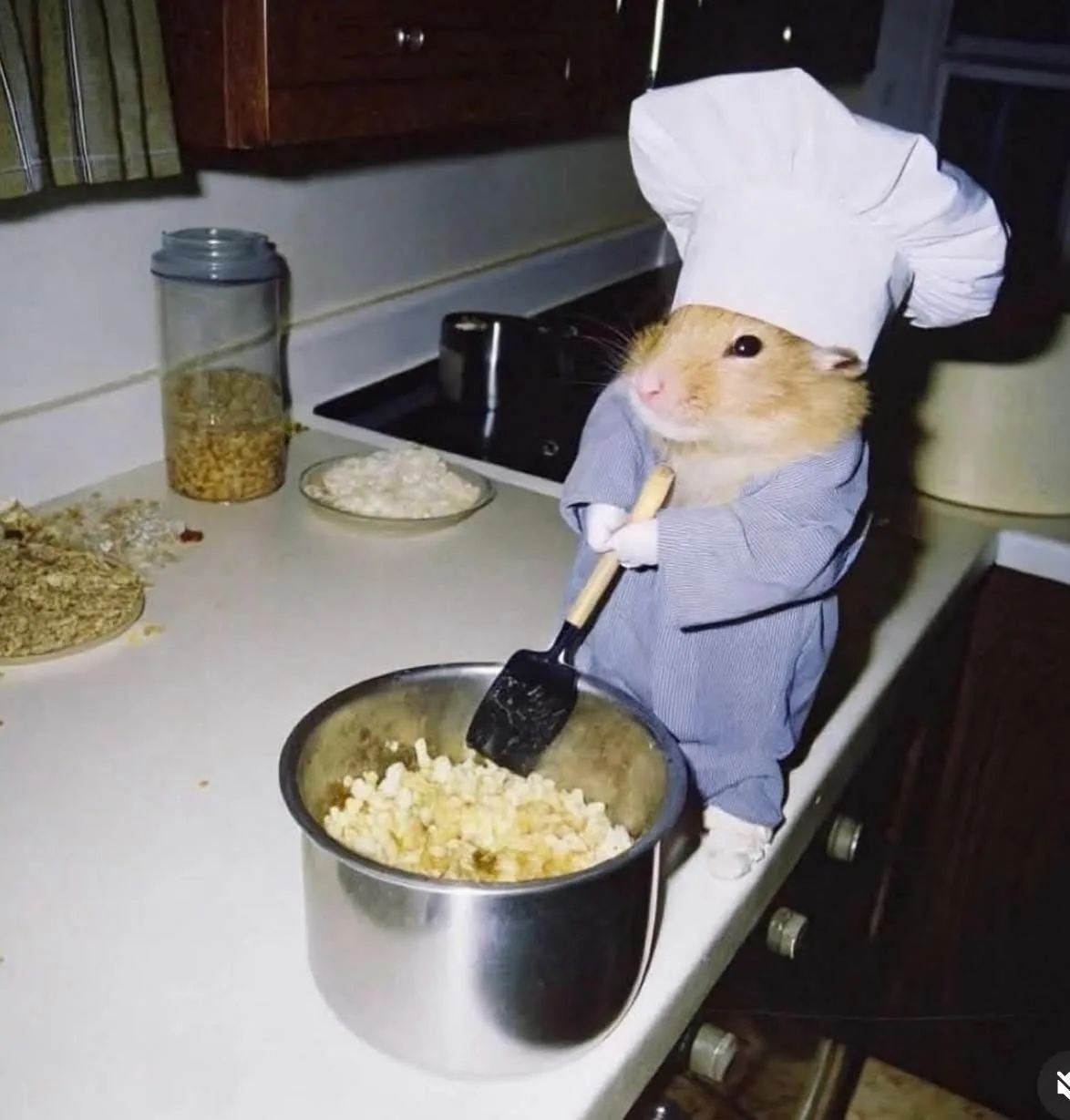 meme chuột hamster