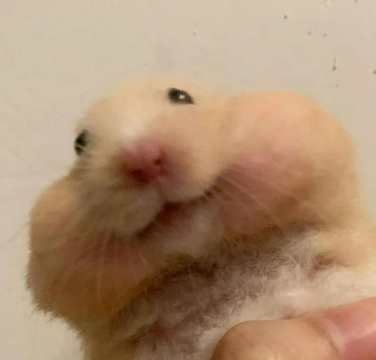 hamster meme vô tri