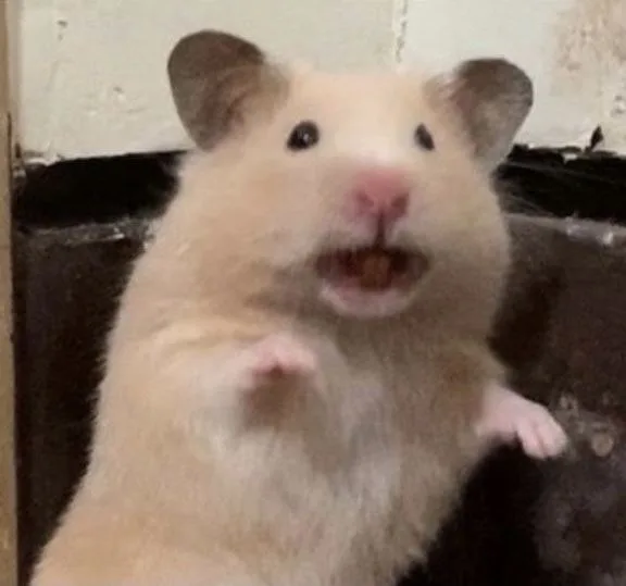 hamster meme vô tri