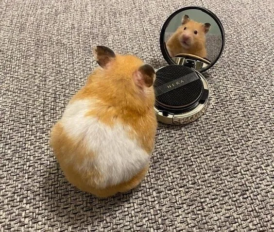 hamster meme cute