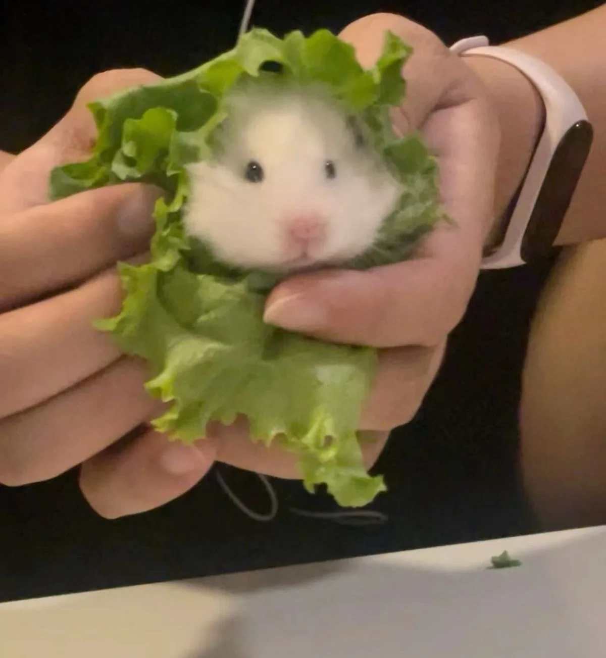 hamster meme cute