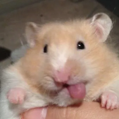 hamster meme vô tri