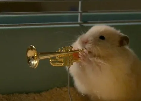 meme chuột hamster
