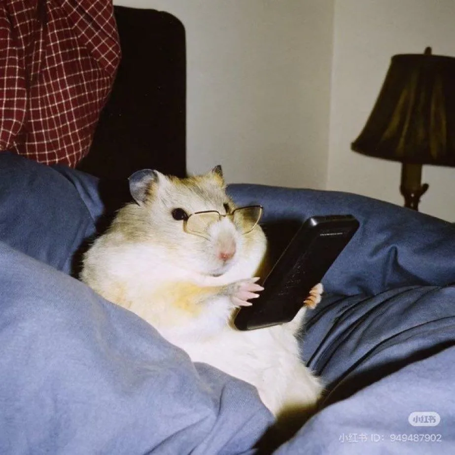 meme chuột hamster