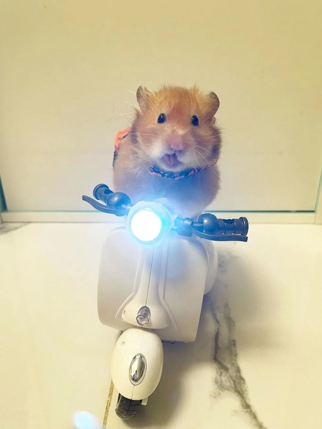 meme chuột hamster