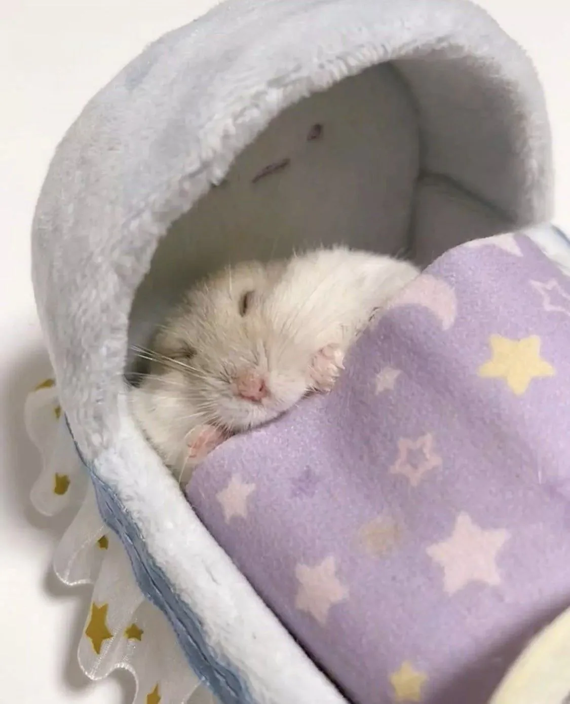 hamster meme cute