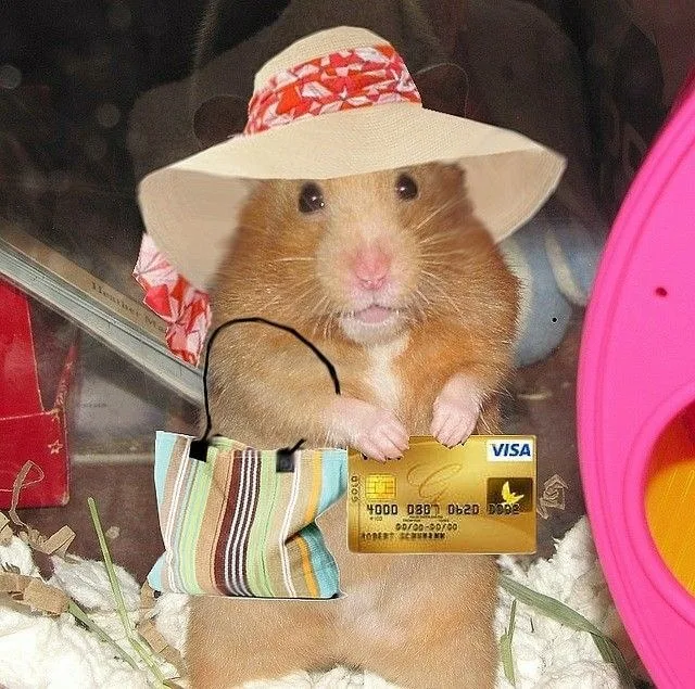 meme chuột hamster