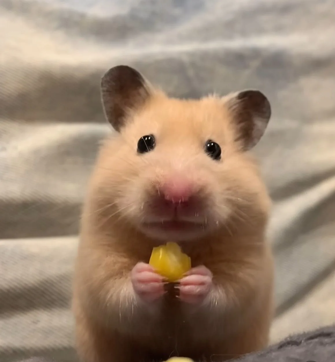 ảnh hamster meme