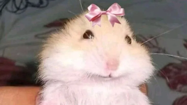hamster meme cute
