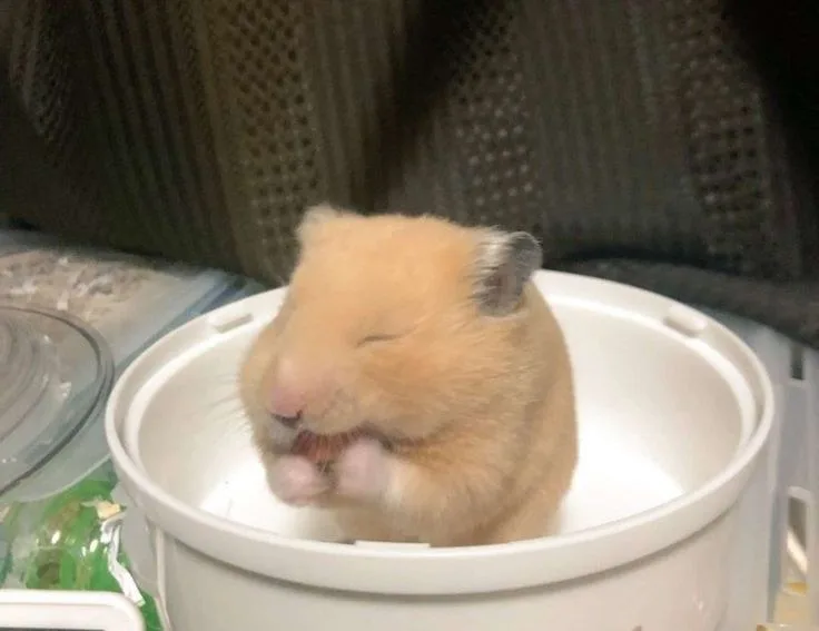 hamster meme cute