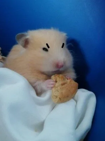 hamster meme vô tri