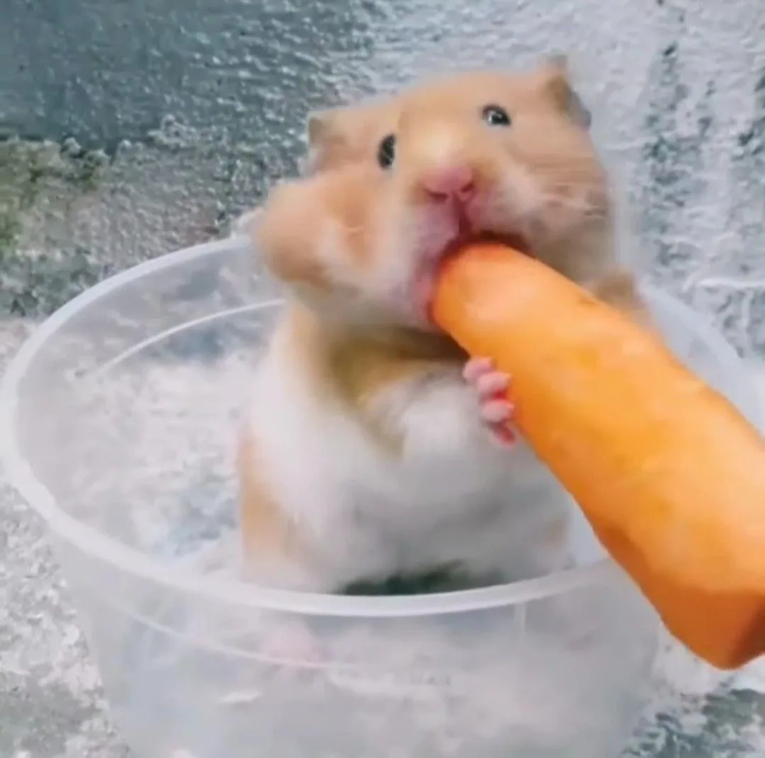 ảnh hamster meme