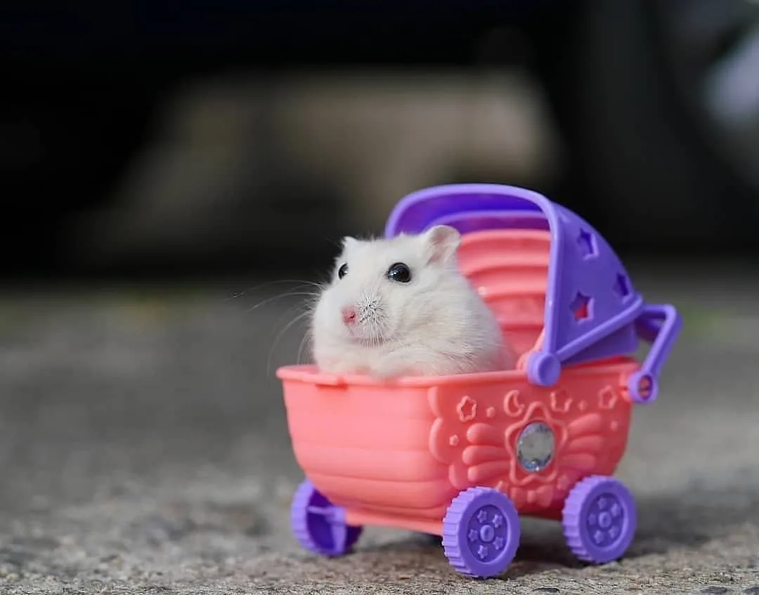 hamster meme cute