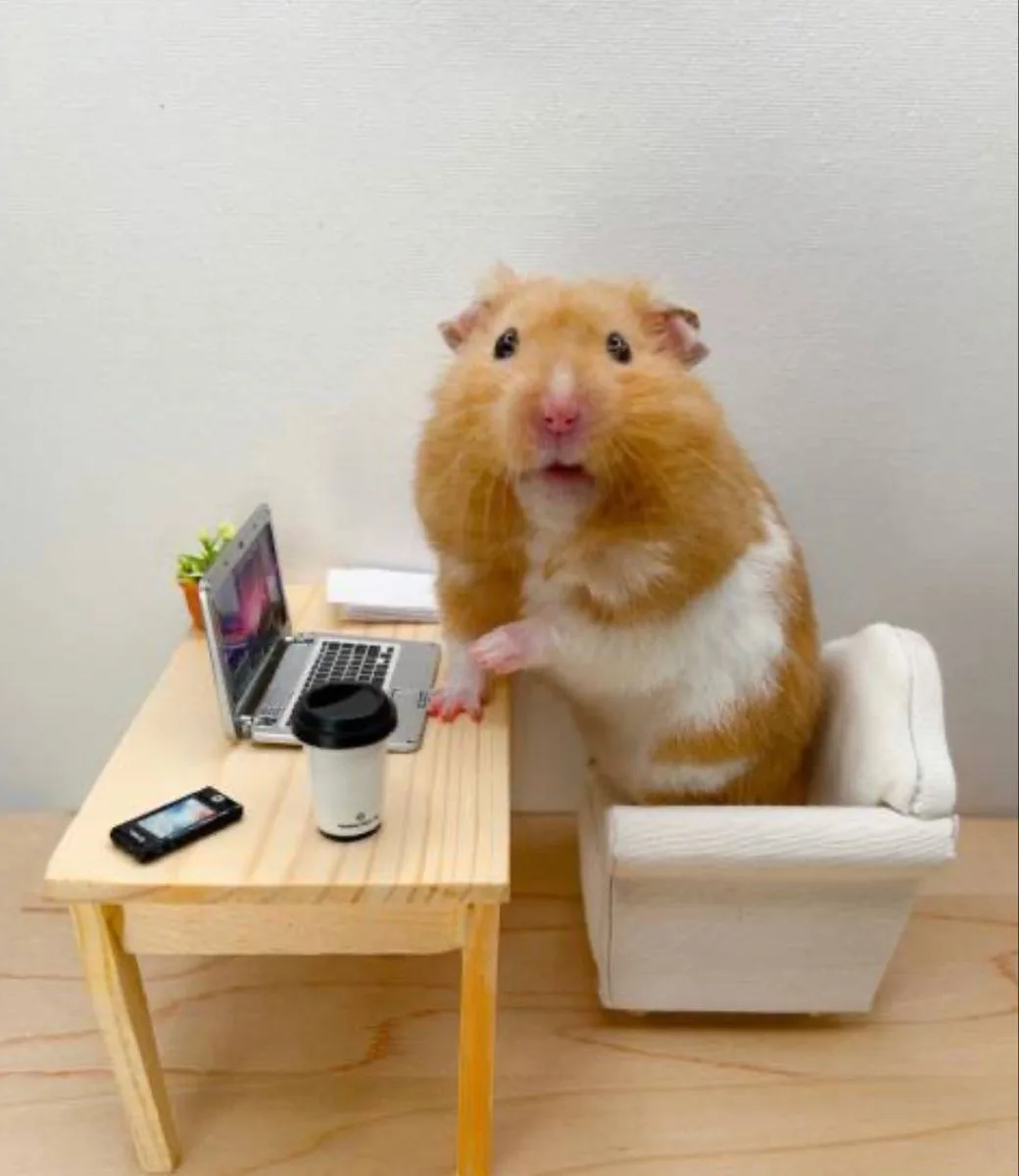 meme chuột hamster