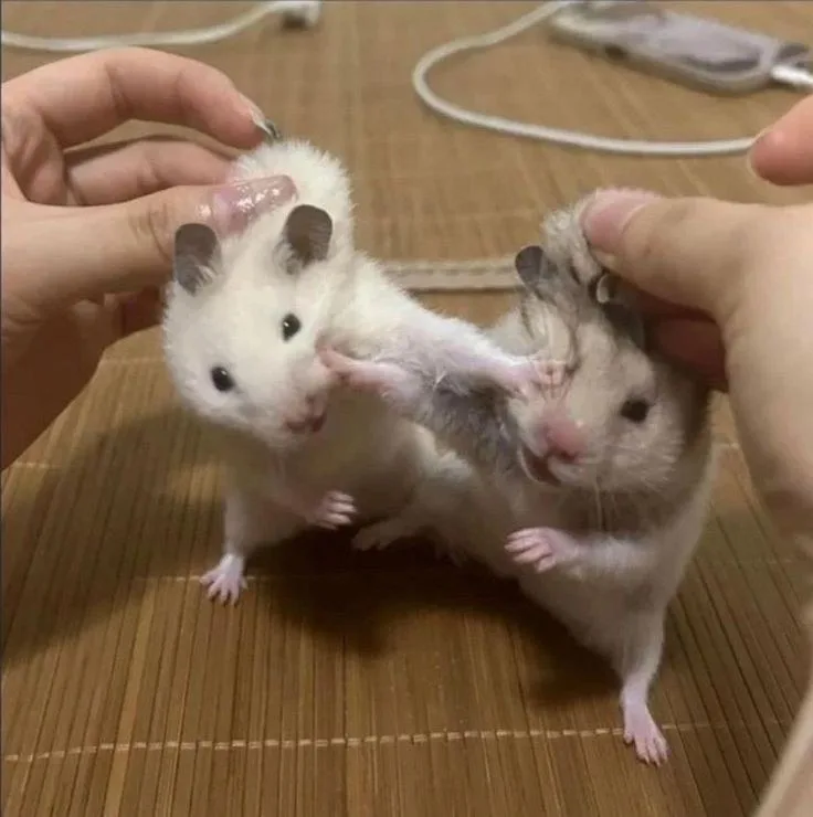 hamster meme cute