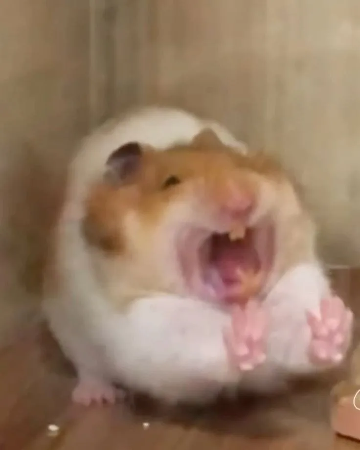 hamster meme vô tri