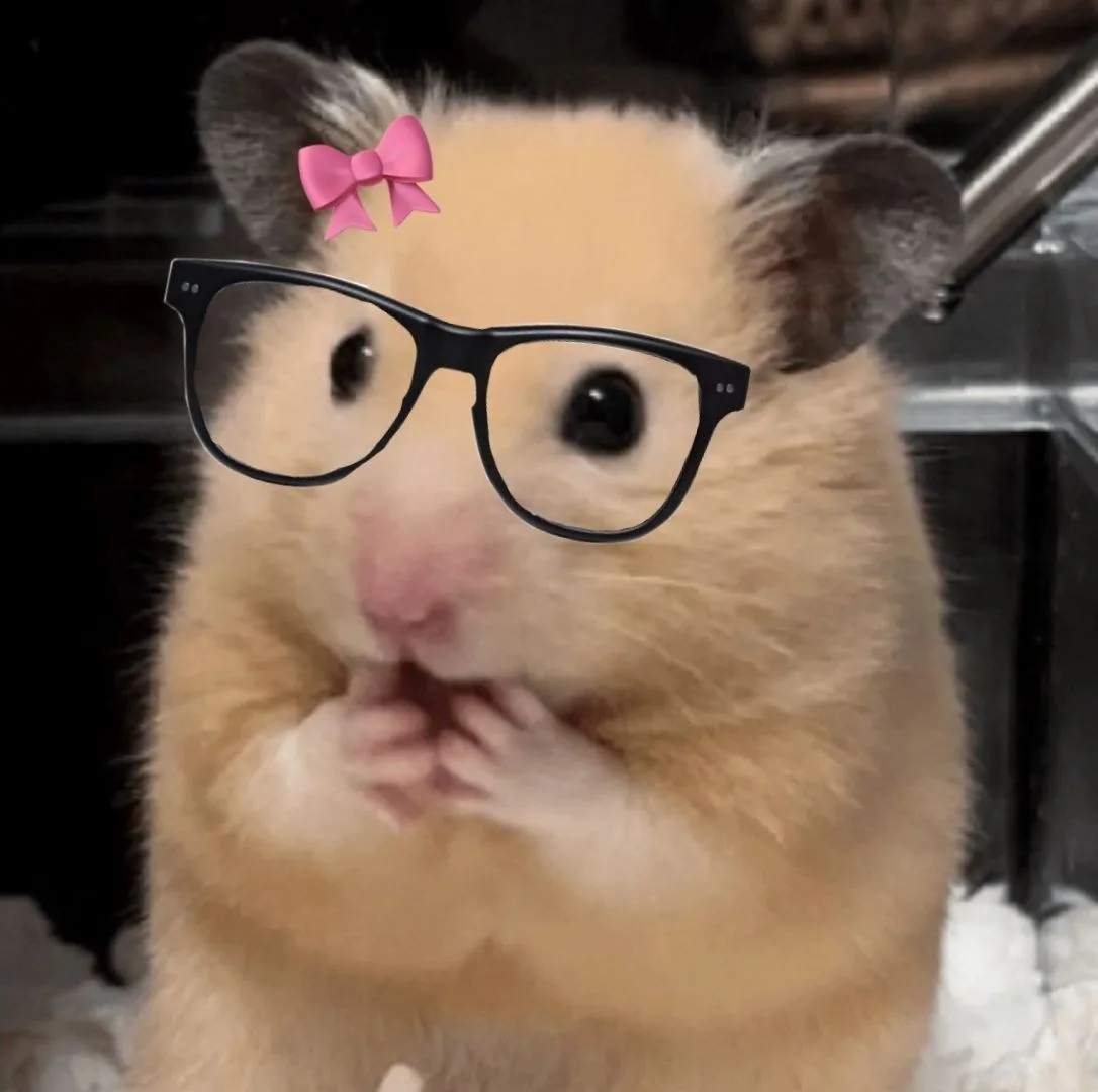 hamster meme cute