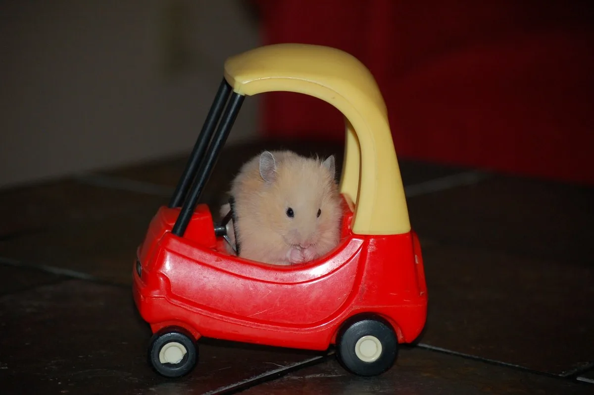 meme chuột hamster