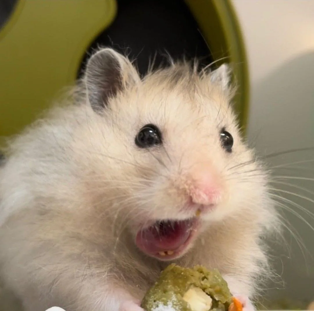 ảnh hamster meme