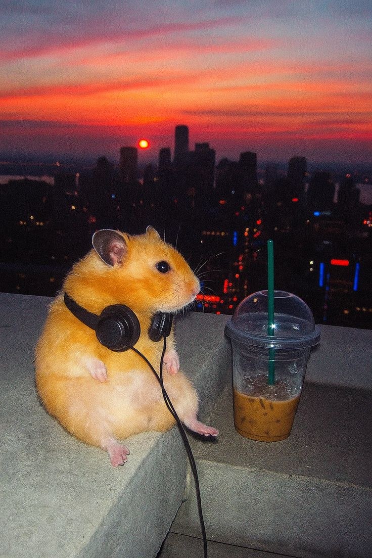 meme chuột hamster