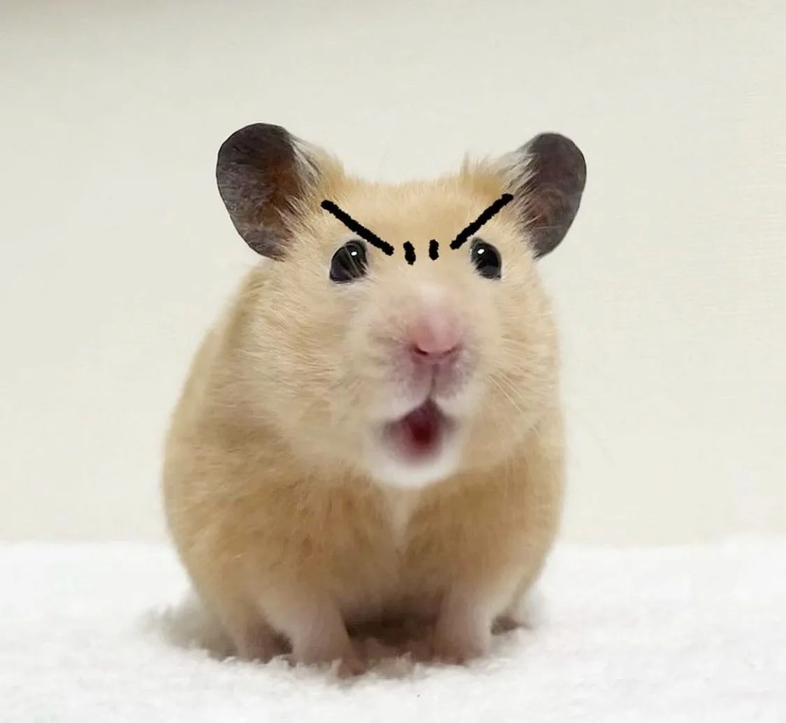 hamster meme vô tri