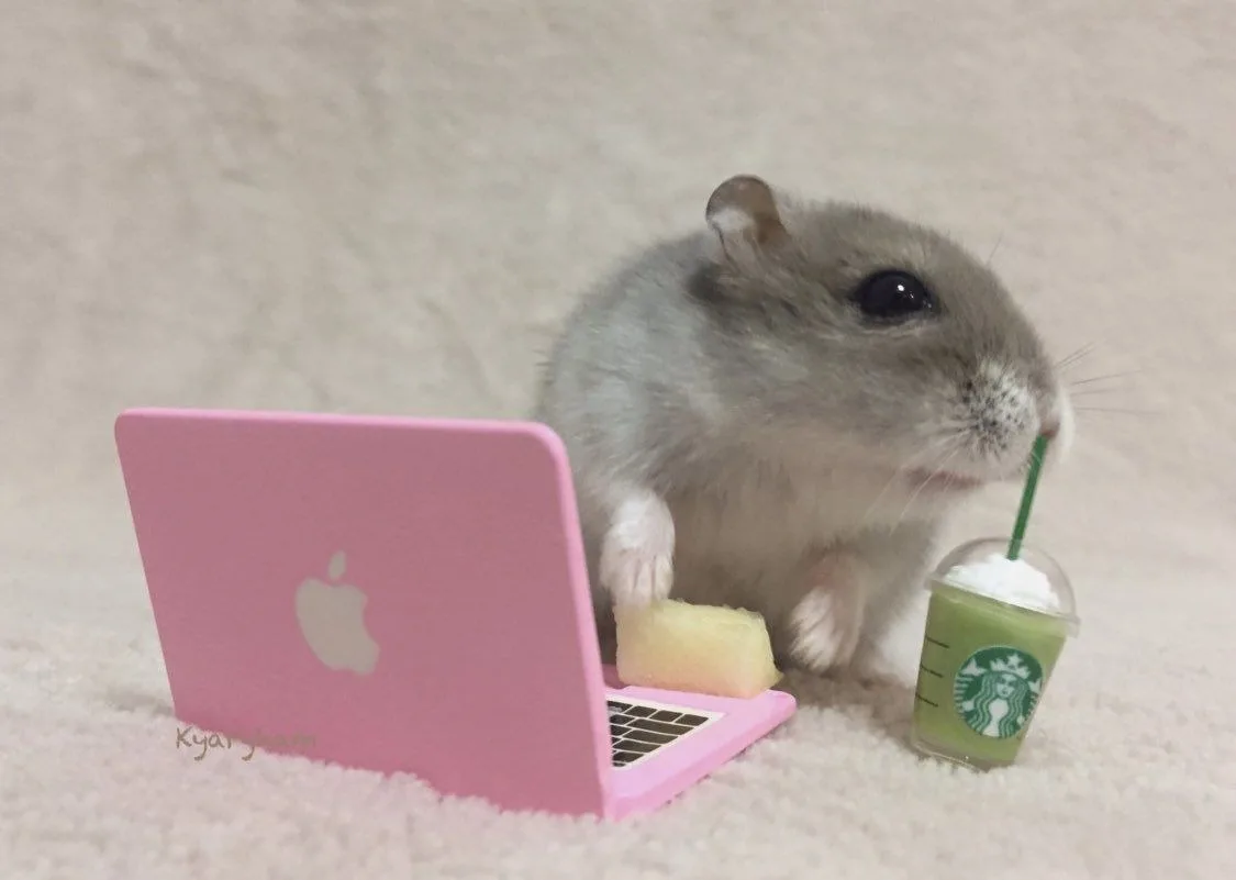 meme chuột hamster