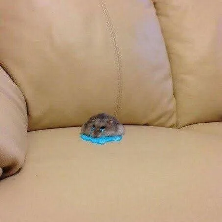 sad hamster meme