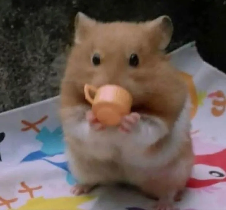 ảnh hamster meme