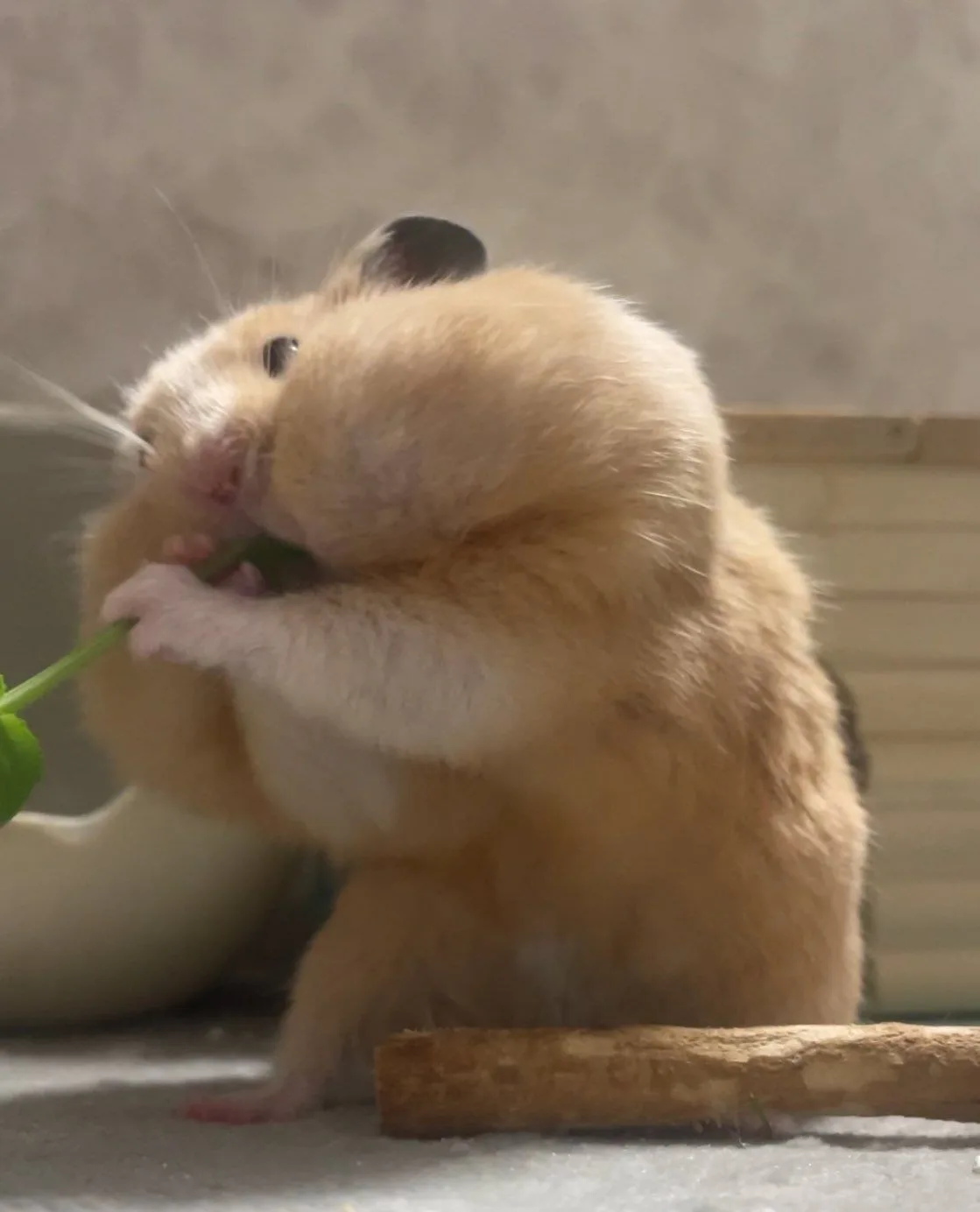 ảnh hamster meme