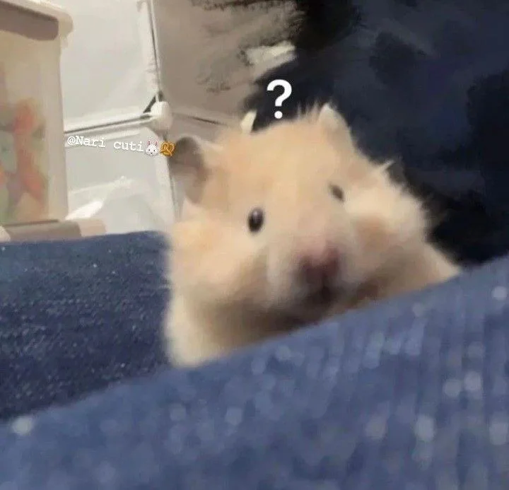 hamster meme vô tri