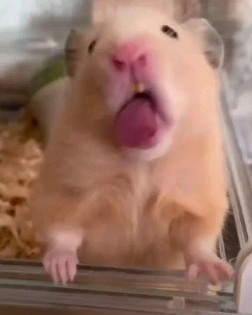 hamster meme vô tri