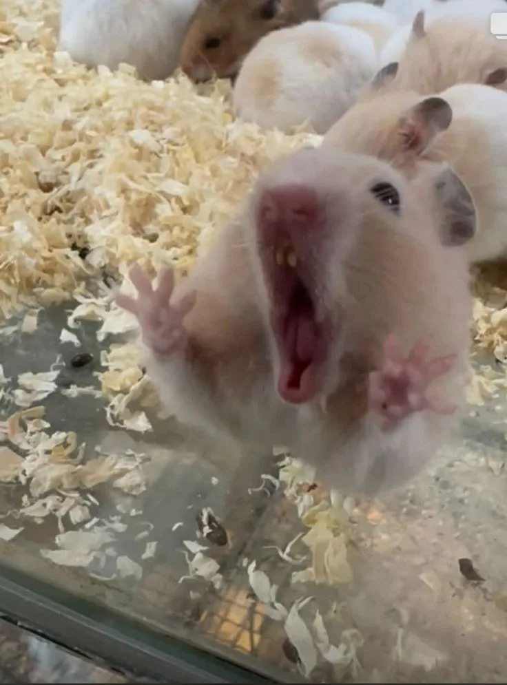 hamster meme vô tri