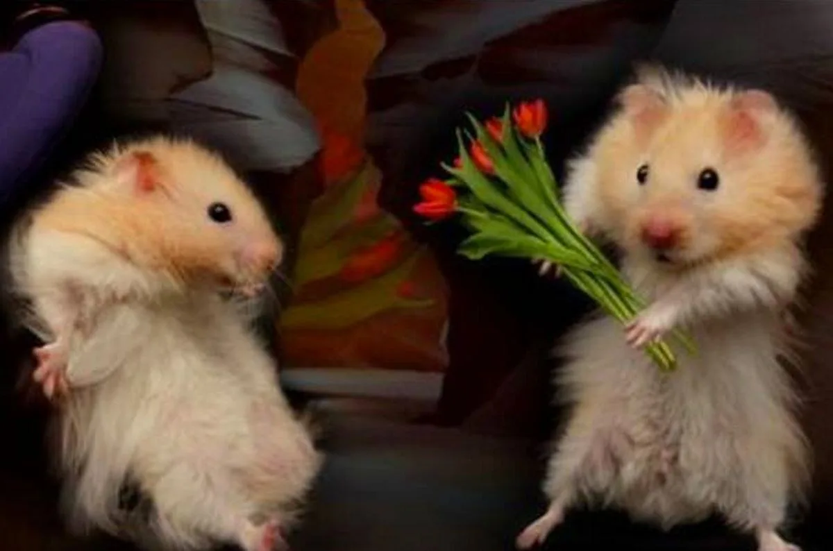hamster meme cute